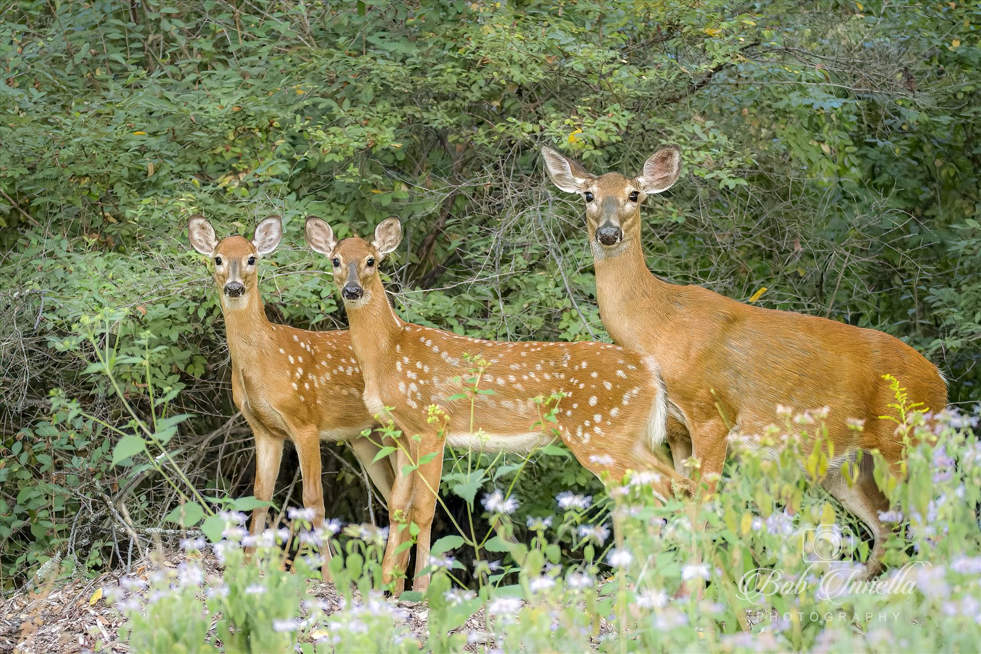 Whitetail Doe and 2 Fawns -  by Buckmaster