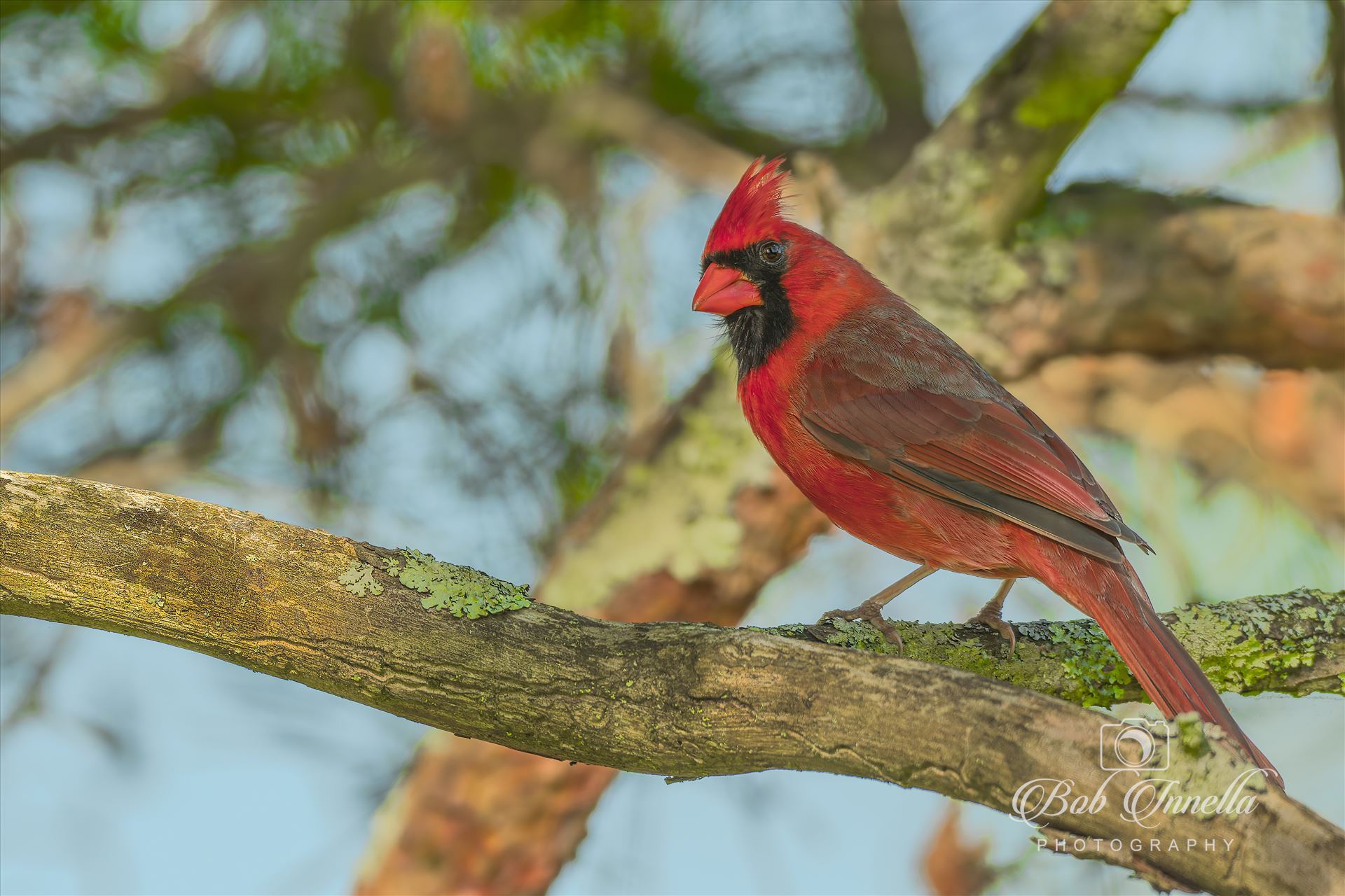 Northern Cardinal Male -  by Buckmaster