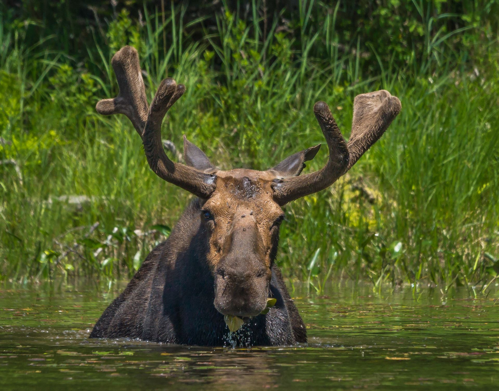 Bull Moose - Taken in June 2015 in Northern Maine, USA by Buckmaster