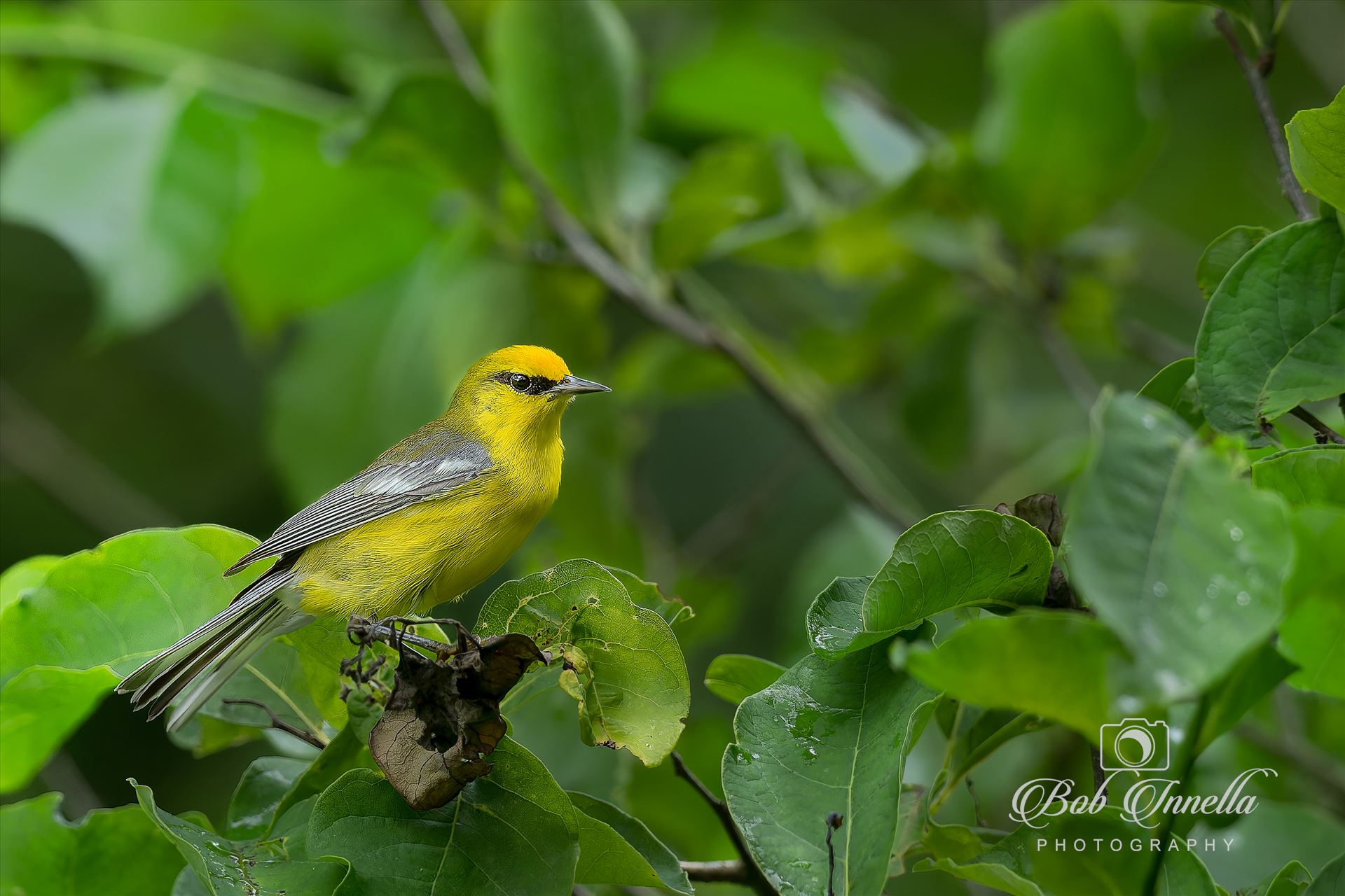 Blue Winged Warbler -  by Buckmaster