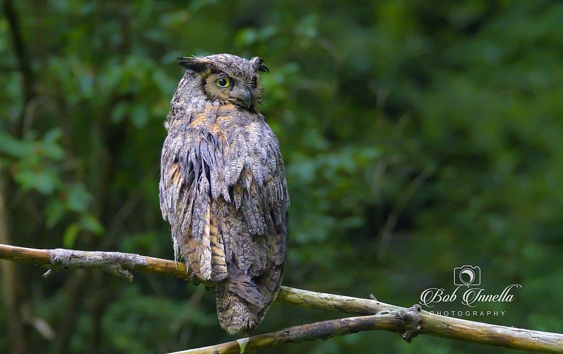Great Horned Owl - Taken in Delaware Water Gap, Pa by Buckmaster