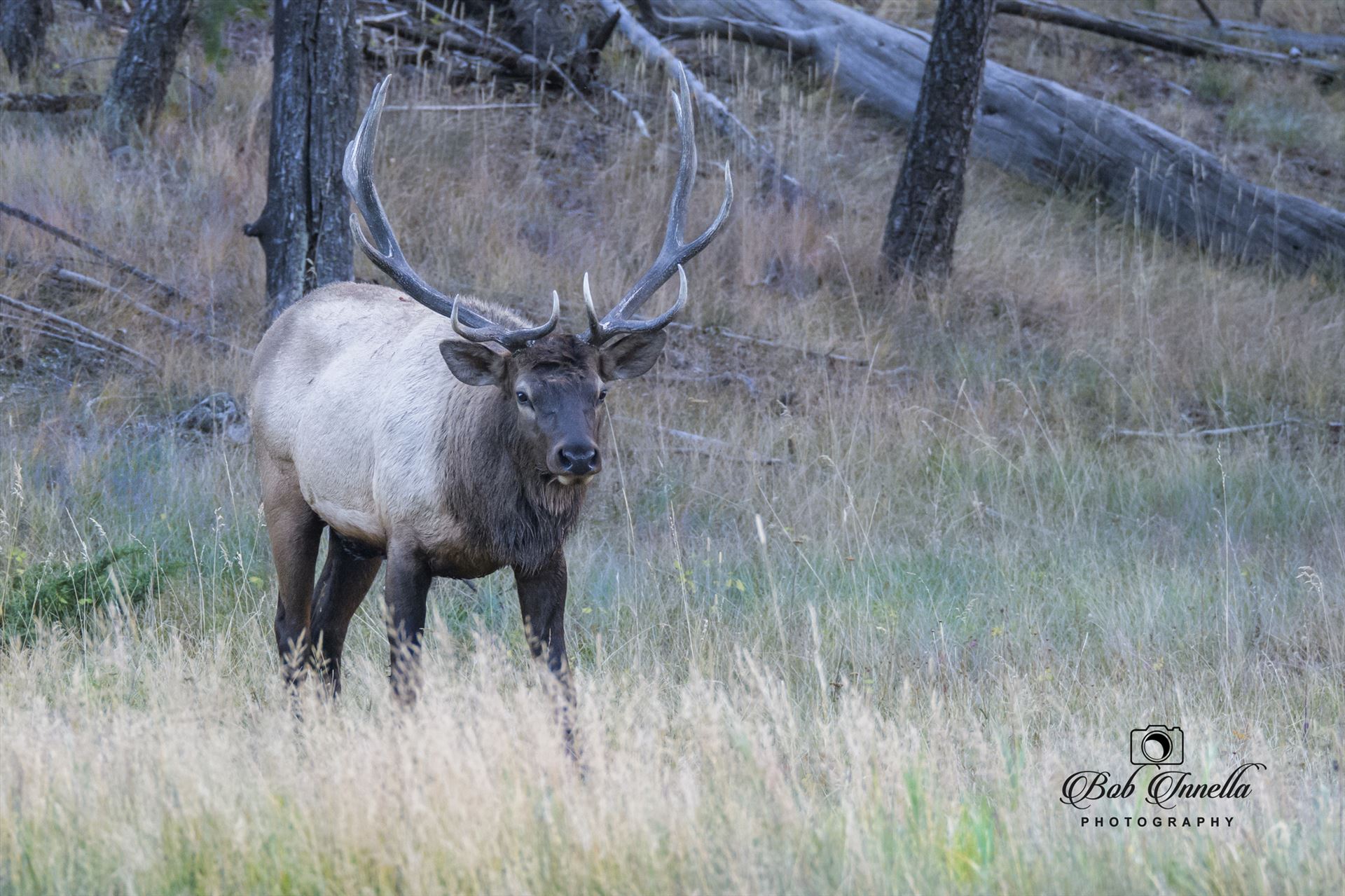 Bull Elk - Watching Me Making Sure I Don't Bother His Cows by Buckmaster
