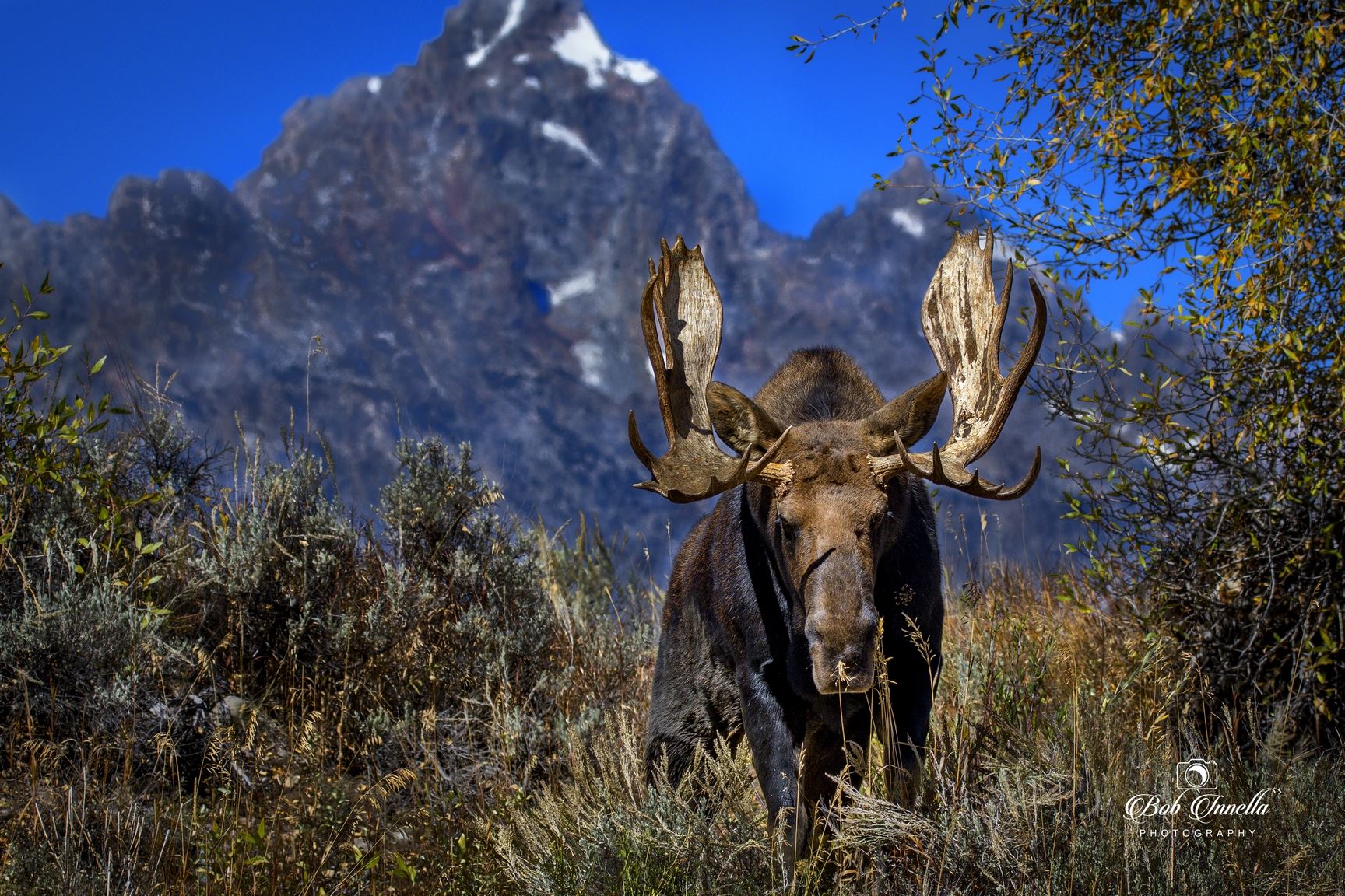Large Bull Shiras Moose, Taken With Grand Teton in Background, Wyoming 2018 -  by Buckmaster