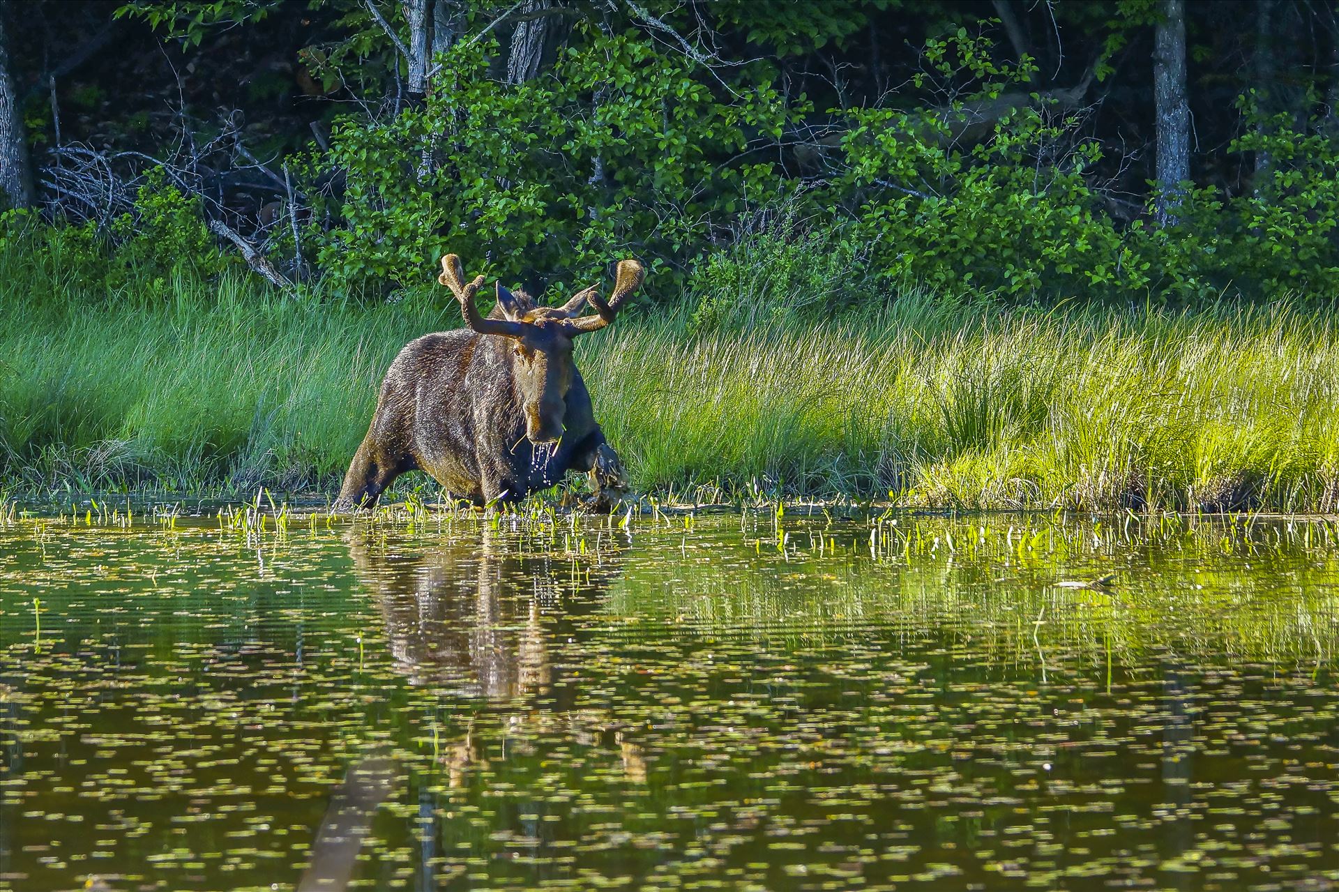 Bull Moose - Northern Maine by Buckmaster