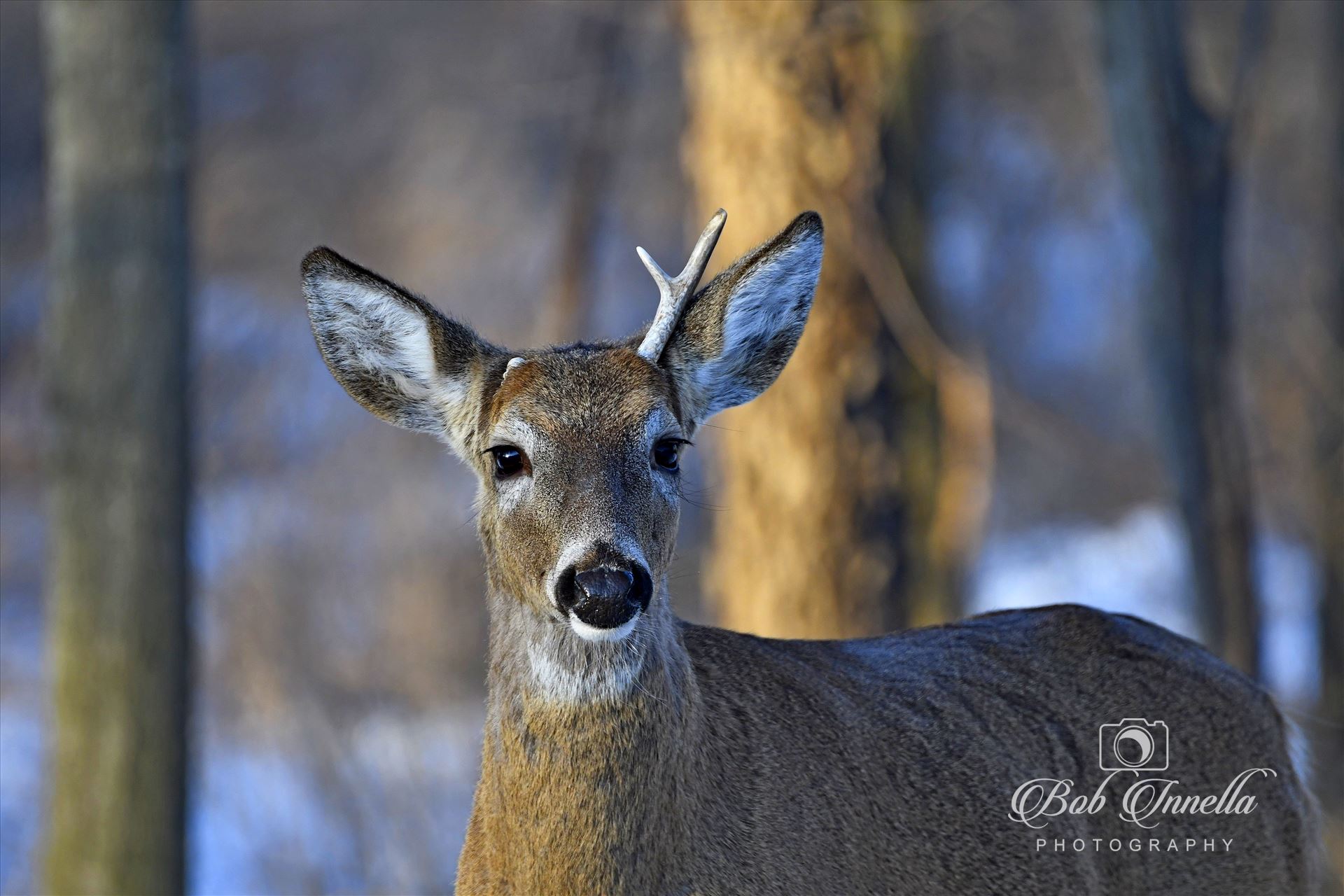 Small Whitetail Buck - He has shed one antler, taken late March 2017 in the Wilds Of Pennsylvania by Buckmaster