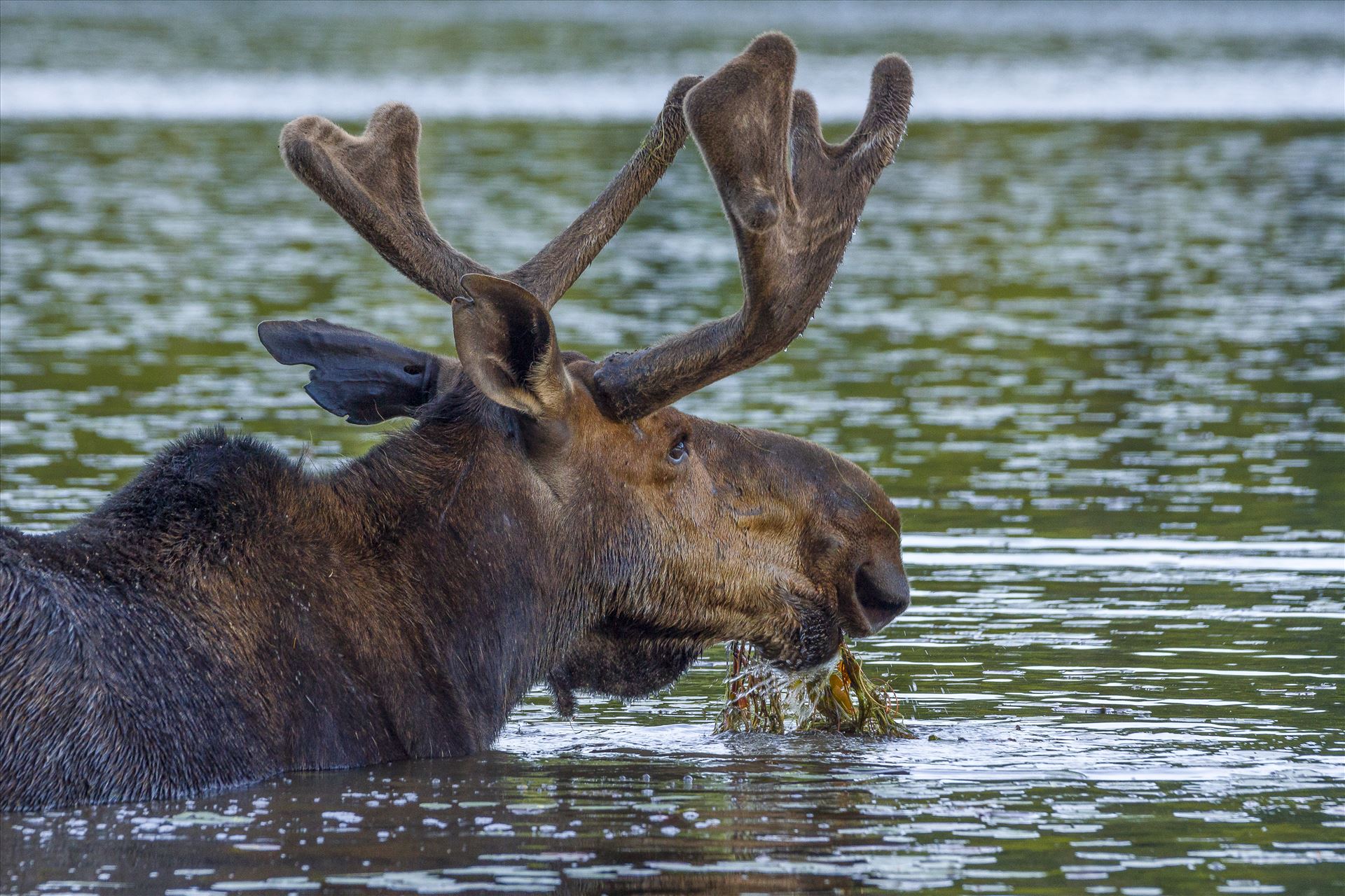 Bull Moose Eating His Salad - Bull getting his daily 45 lbs. of Salad by Buckmaster