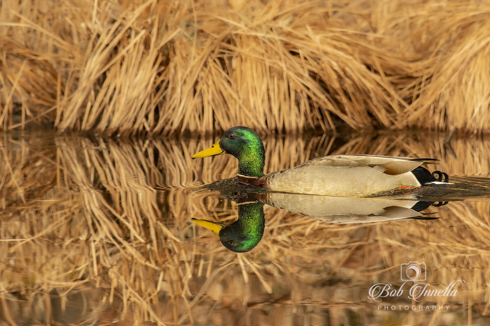 Mallard Duck Reflection -  by Buckmaster