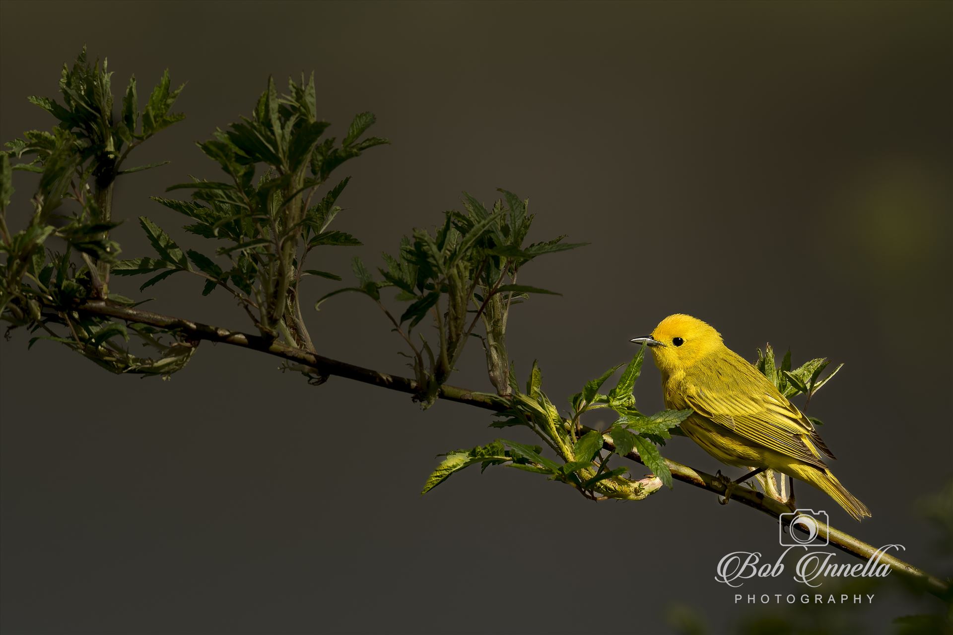 Yellow Warbler Green Branch -  by Buckmaster