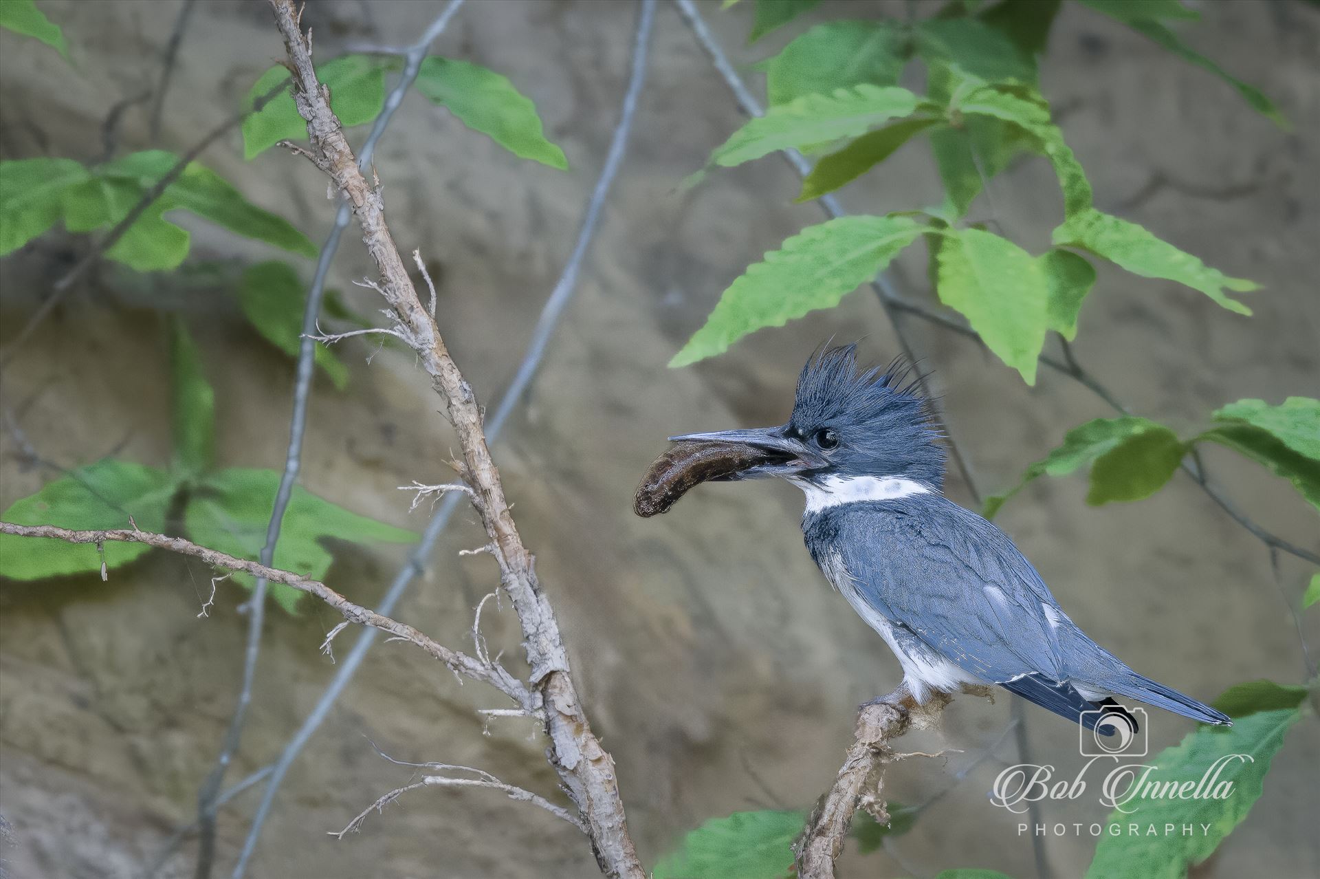 Belted Kingfisher with Catch of the Day -  by Buckmaster