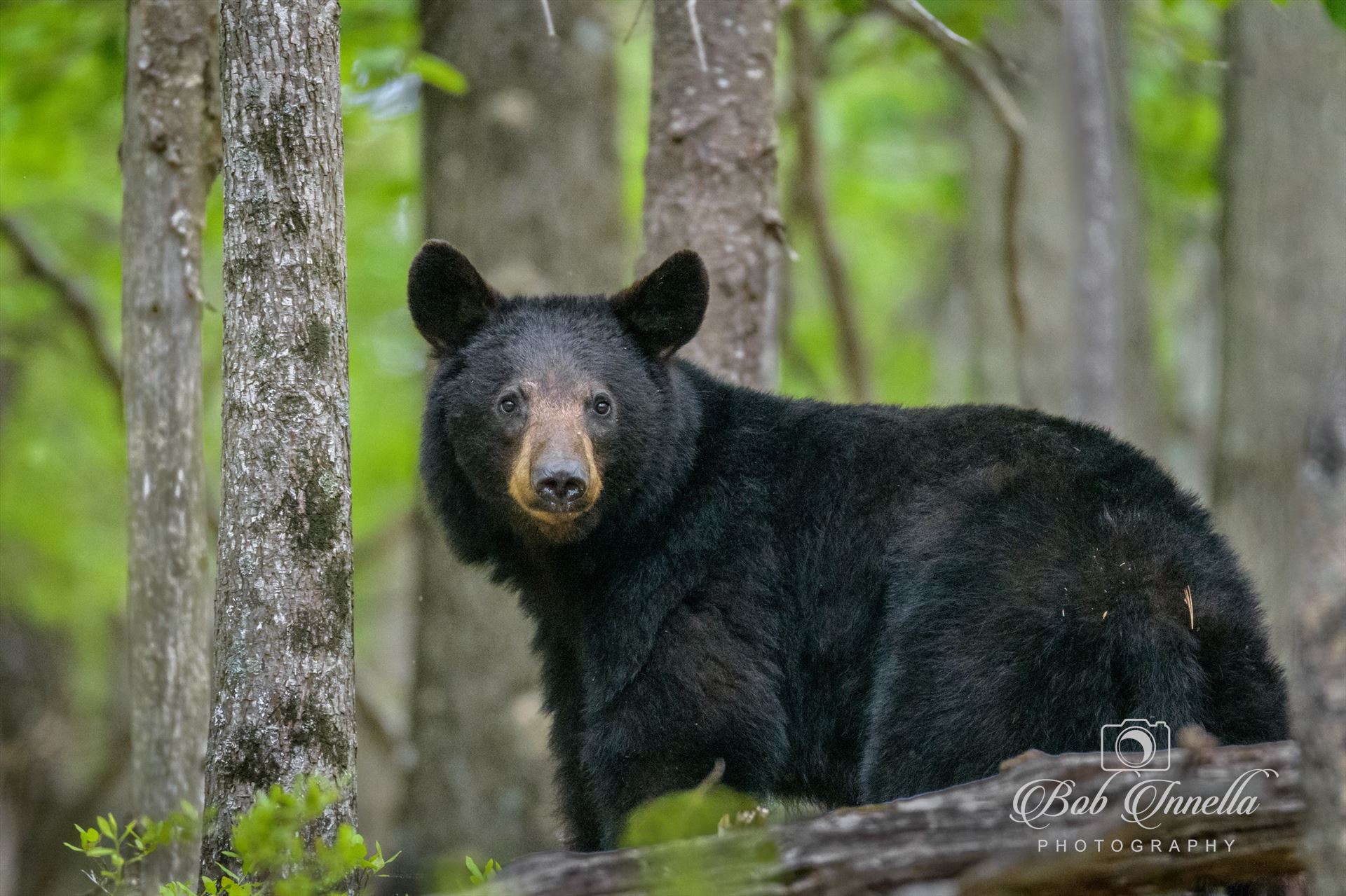 Black Bear In Shenandoah Mountains -  by Buckmaster