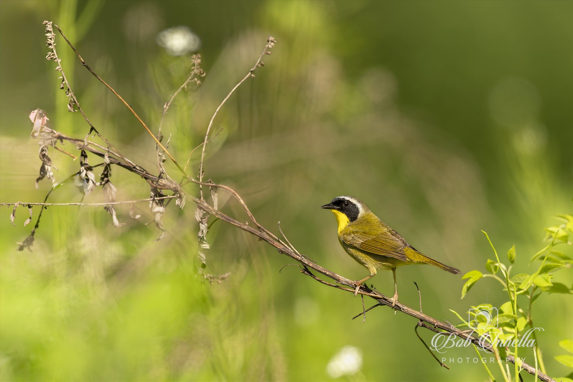 Yellow Throated Warbler -  by Buckmaster