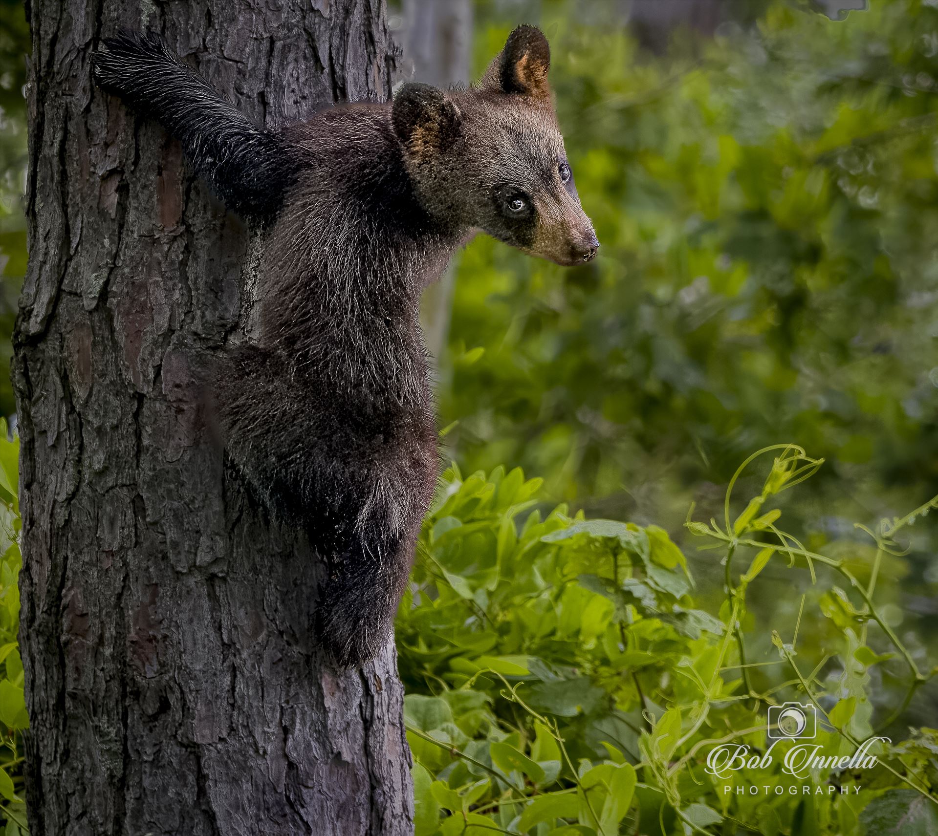Treed Black Bear Cub - Coastal North Carolina by Buckmaster