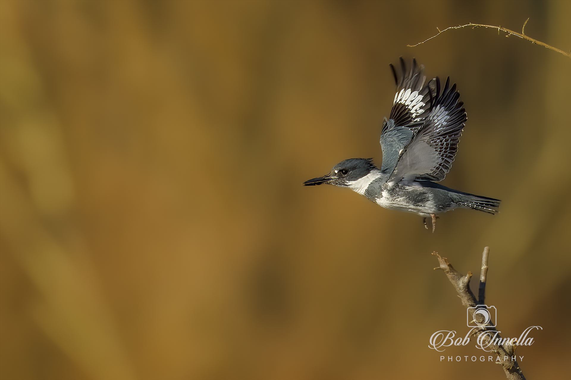 Belted Kingfisher in flight -  by Buckmaster
