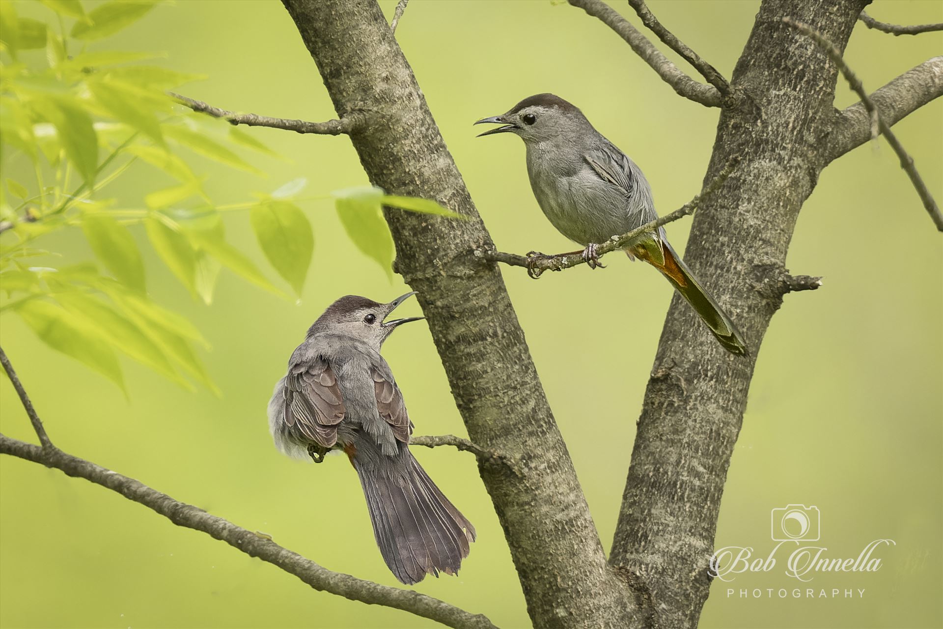 2 Gray Catbirds with green background- -  by Buckmaster