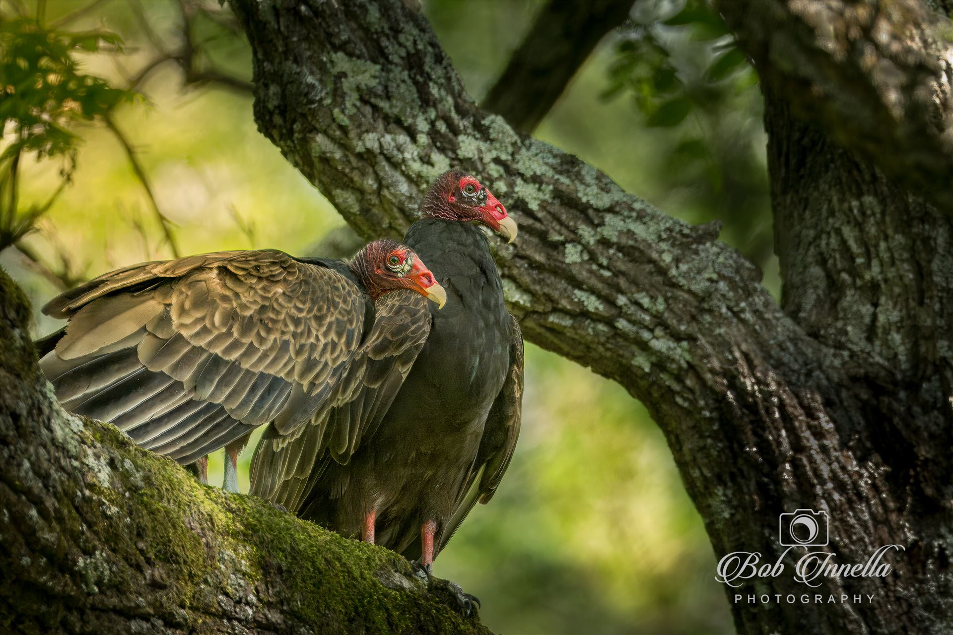 Turkey Vultures waiting for their next meal -  by Buckmaster