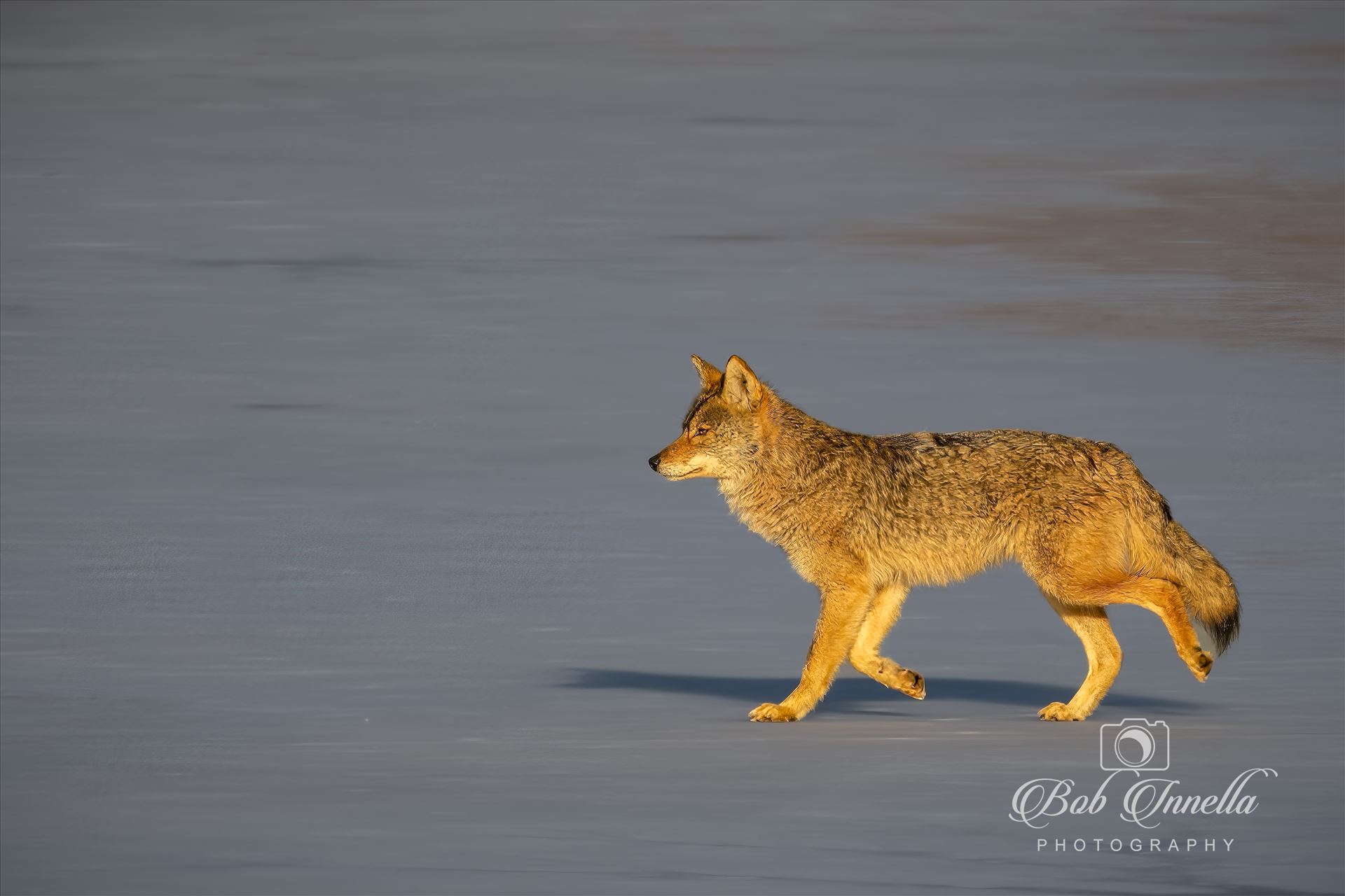 Eastern Coyote on Ice -  by Buckmaster