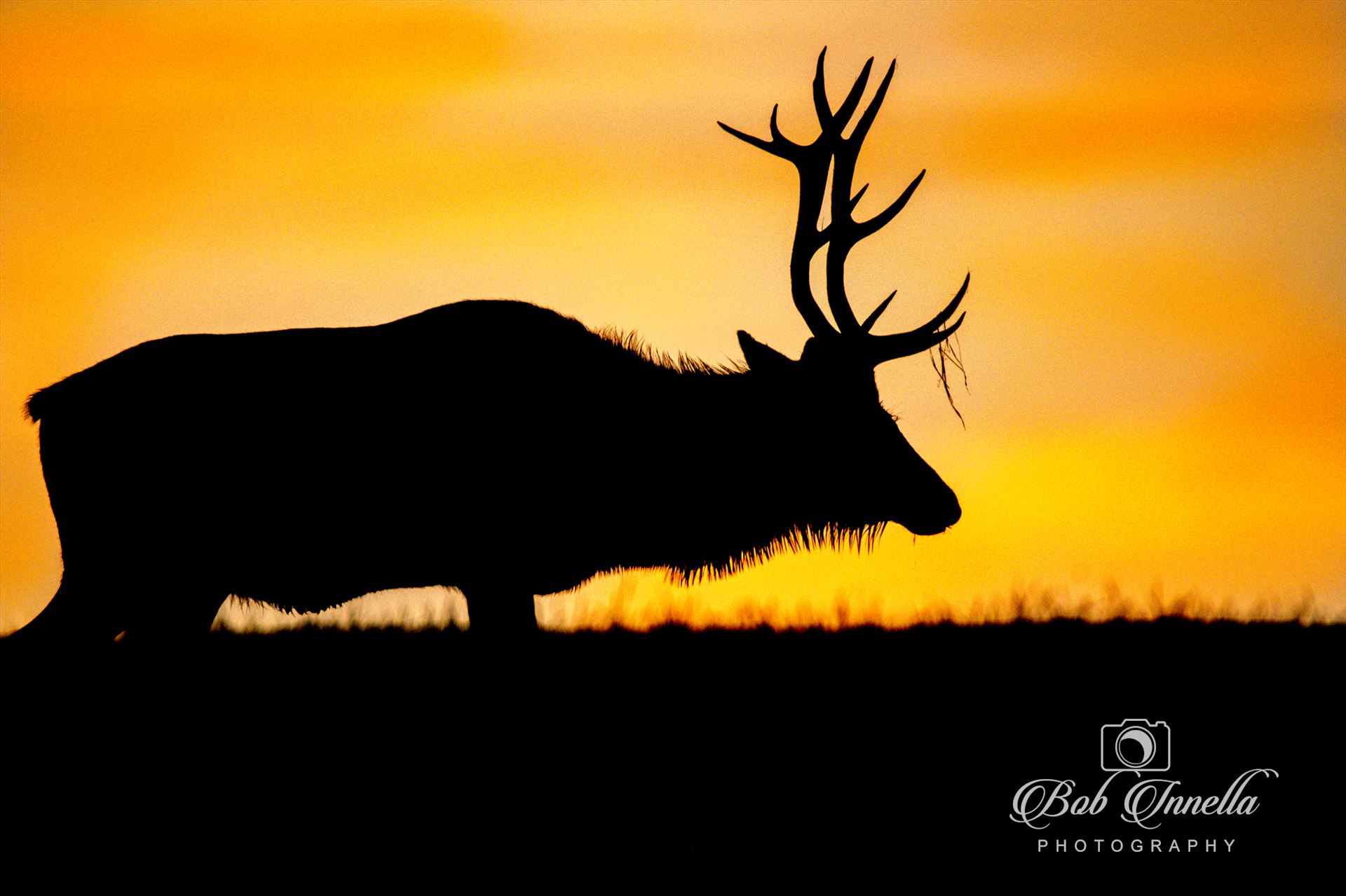 Silhouette Bull Elk At Sunrise - Silhouette Bull Elk At An Amazing Sunrise by Buckmaster