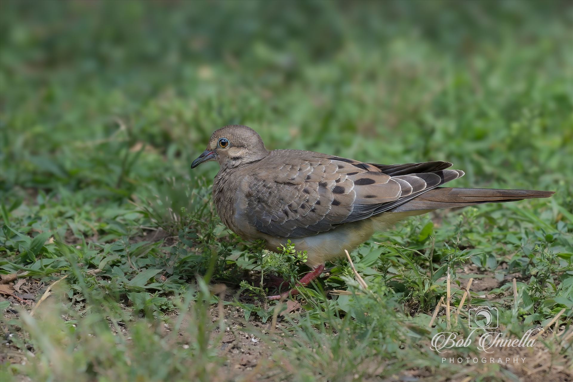 Morning Dove -  by Buckmaster