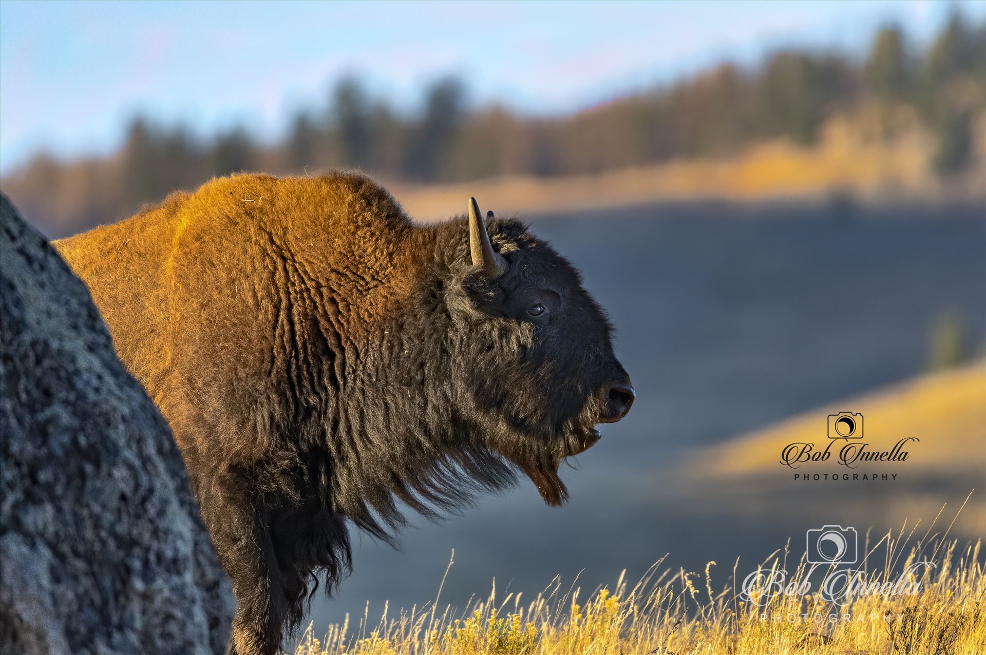 Bison Coming Around The Mountain -  by Buckmaster