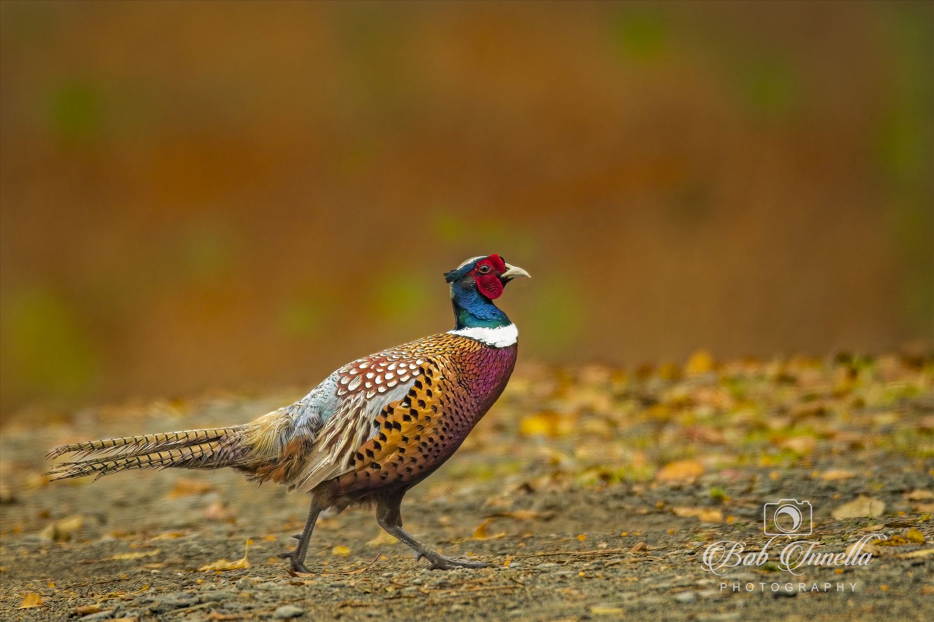 Ring Neck Pheasant -  by Buckmaster