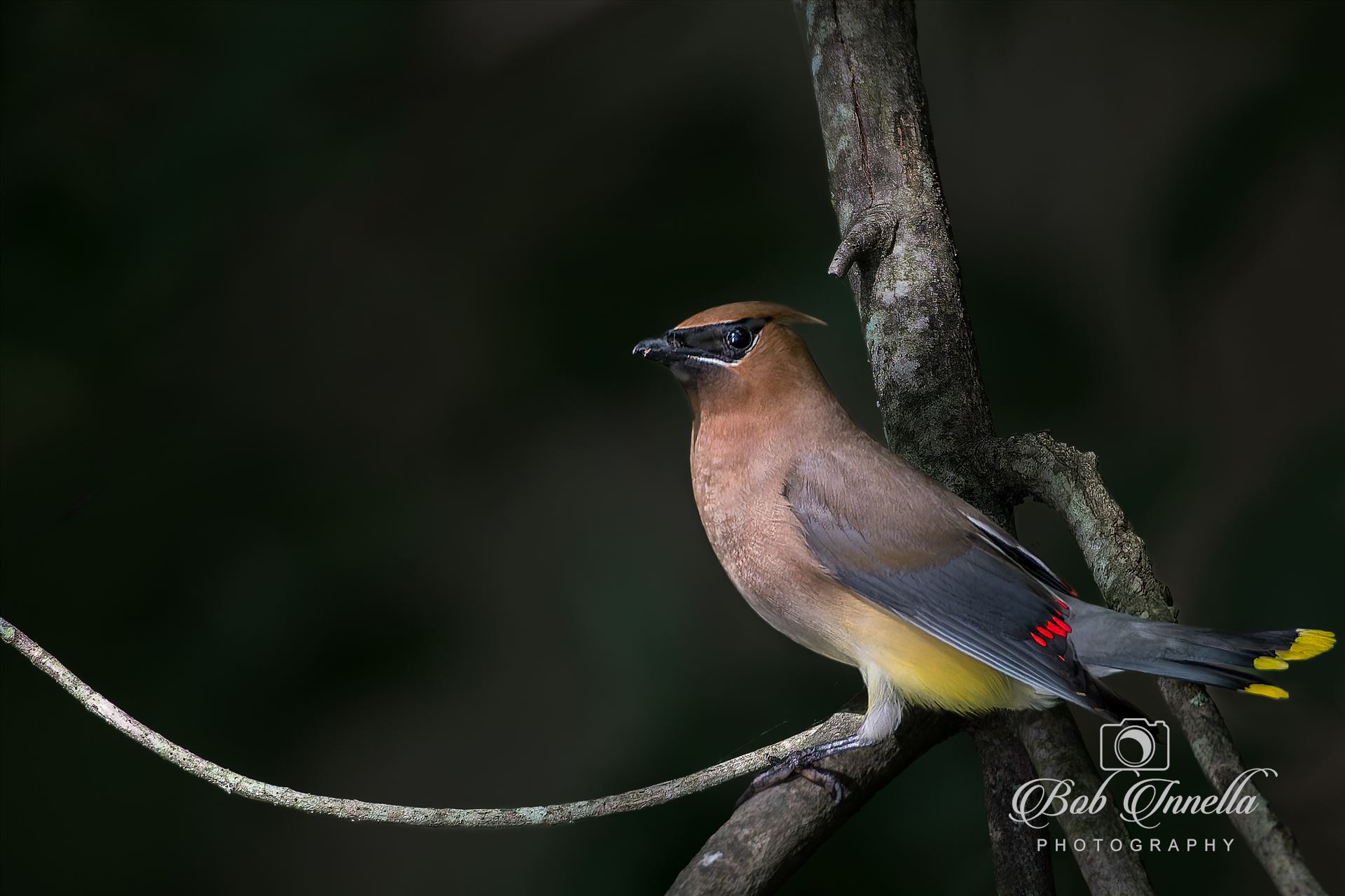 Cedar Waxwing -  by Buckmaster