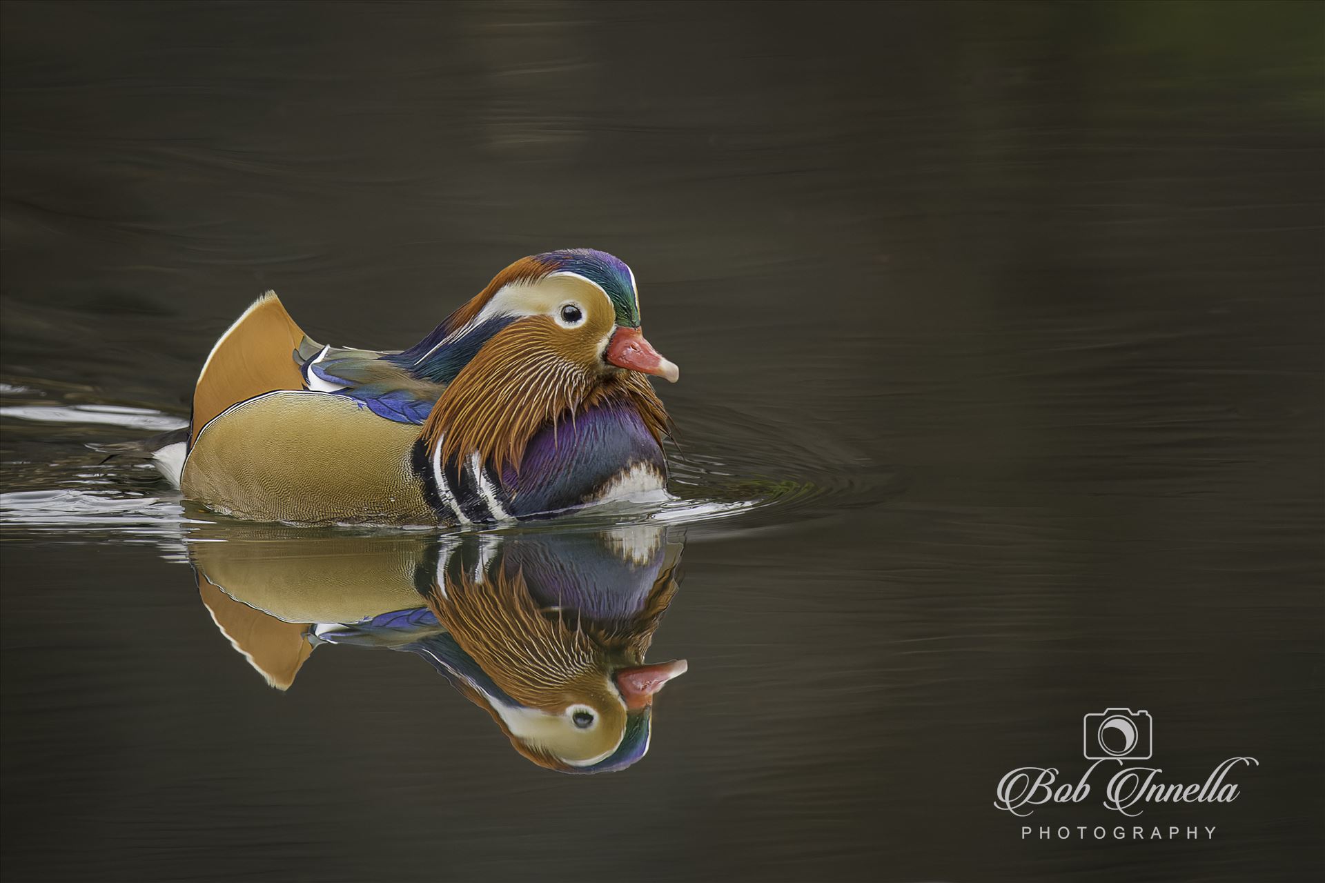 Mandarin Duck -  by Buckmaster