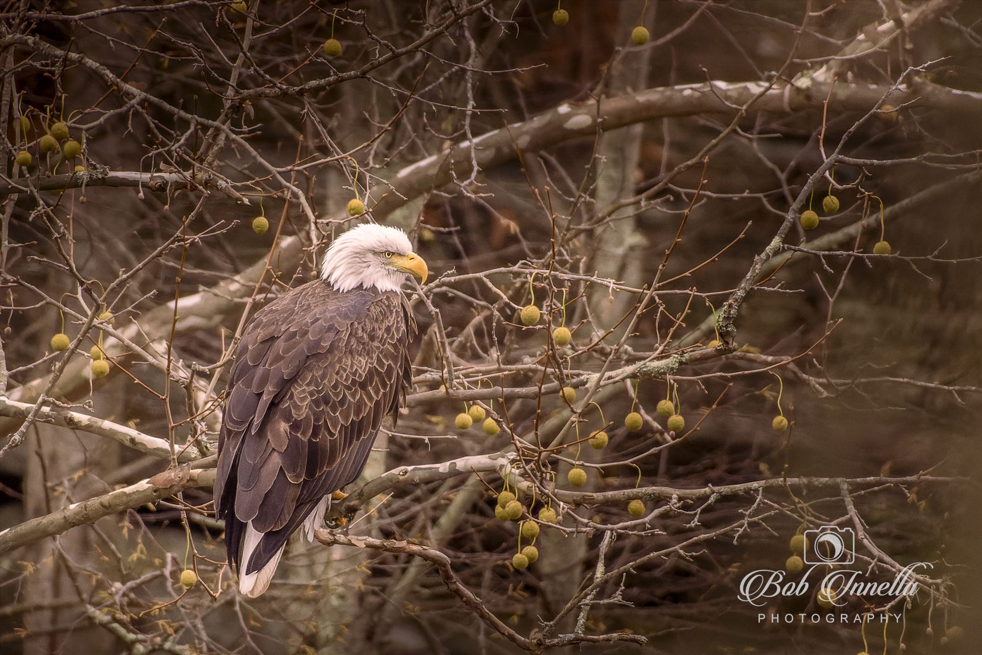 Bald Eagle in Sagamore Tree -  by Buckmaster