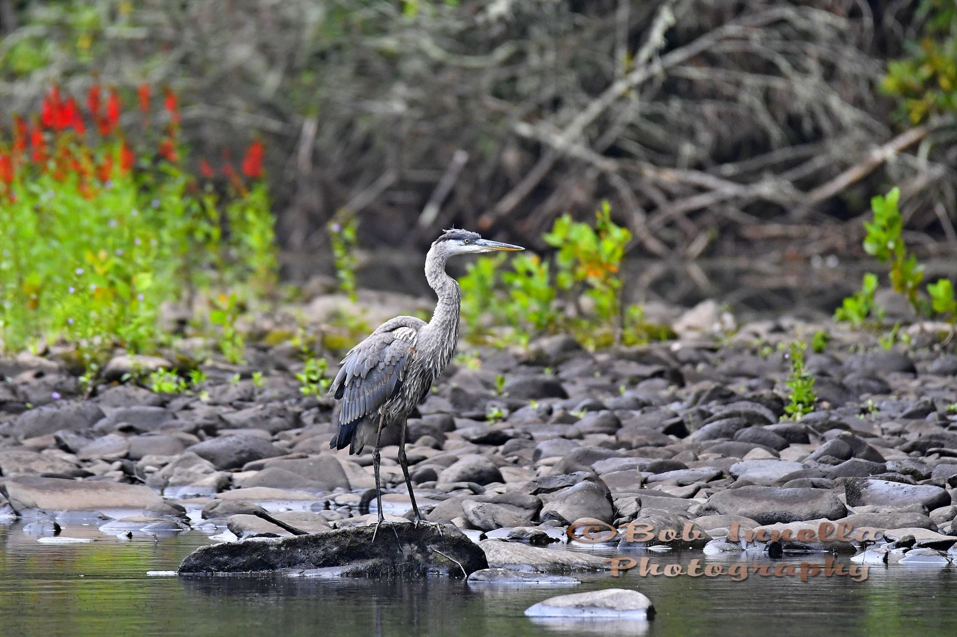 Great Blue Heron - Taken Along The Mongaup River, NY by Buckmaster