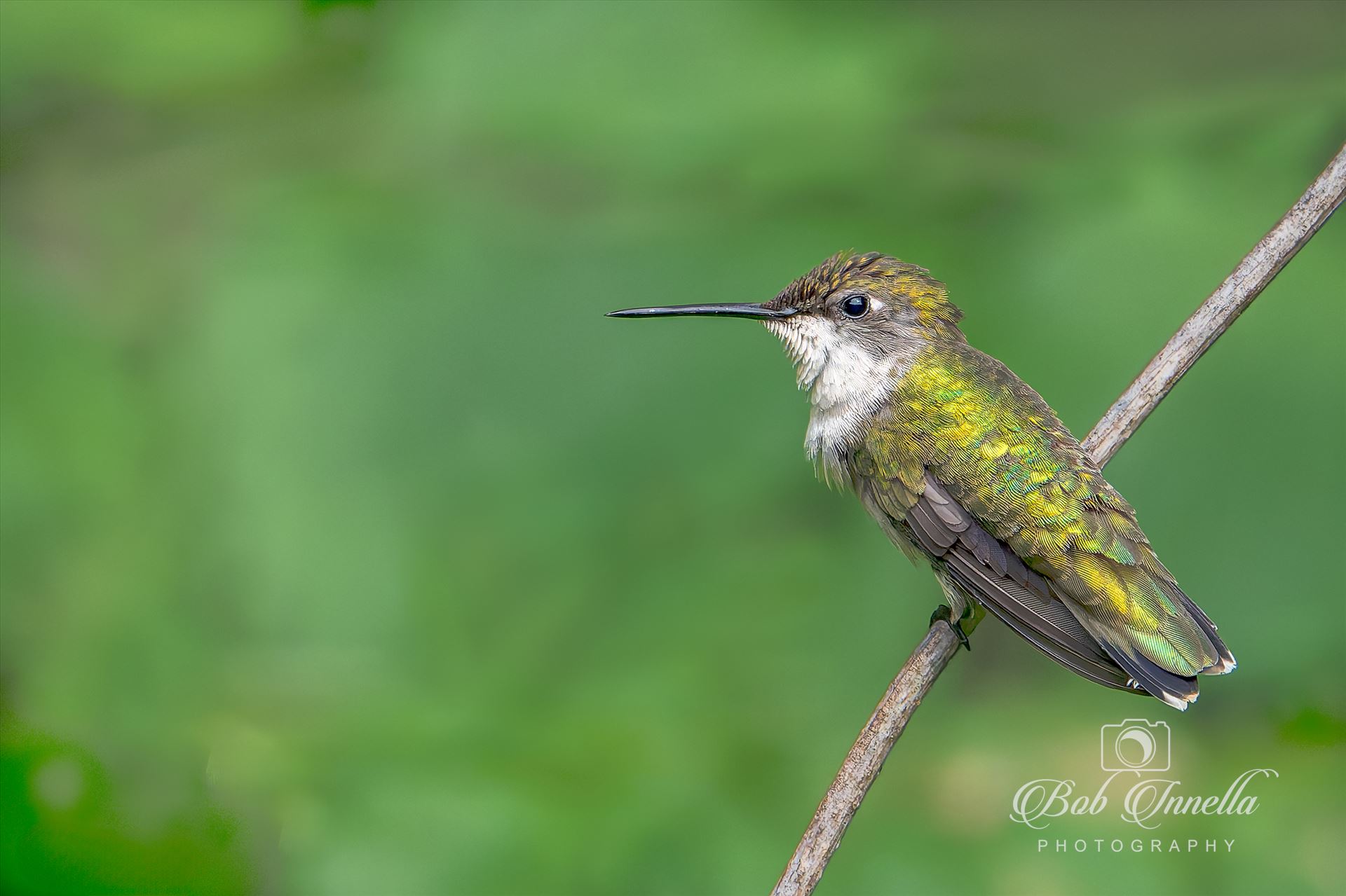 Ruby Throated Hummingbird -  by Buckmaster