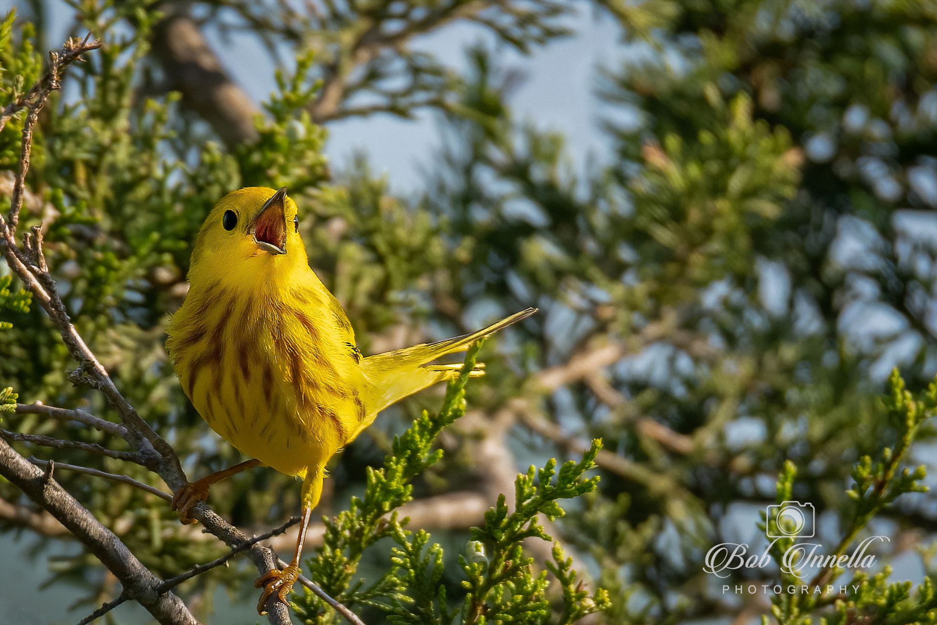 Yellow Warbler_Singing -  by Buckmaster