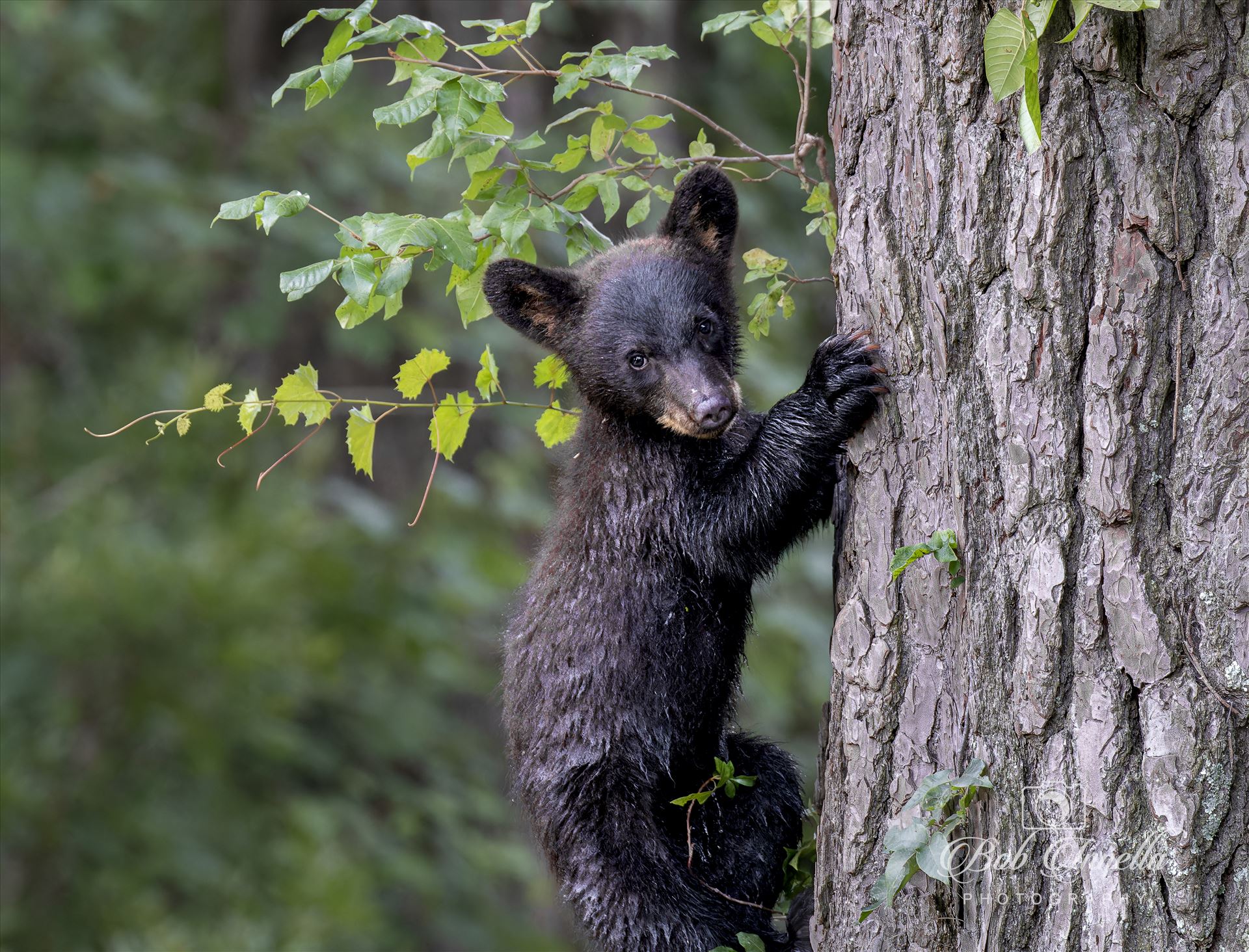 Black Bear Cub Treed - 2023 North Carolina by Buckmaster