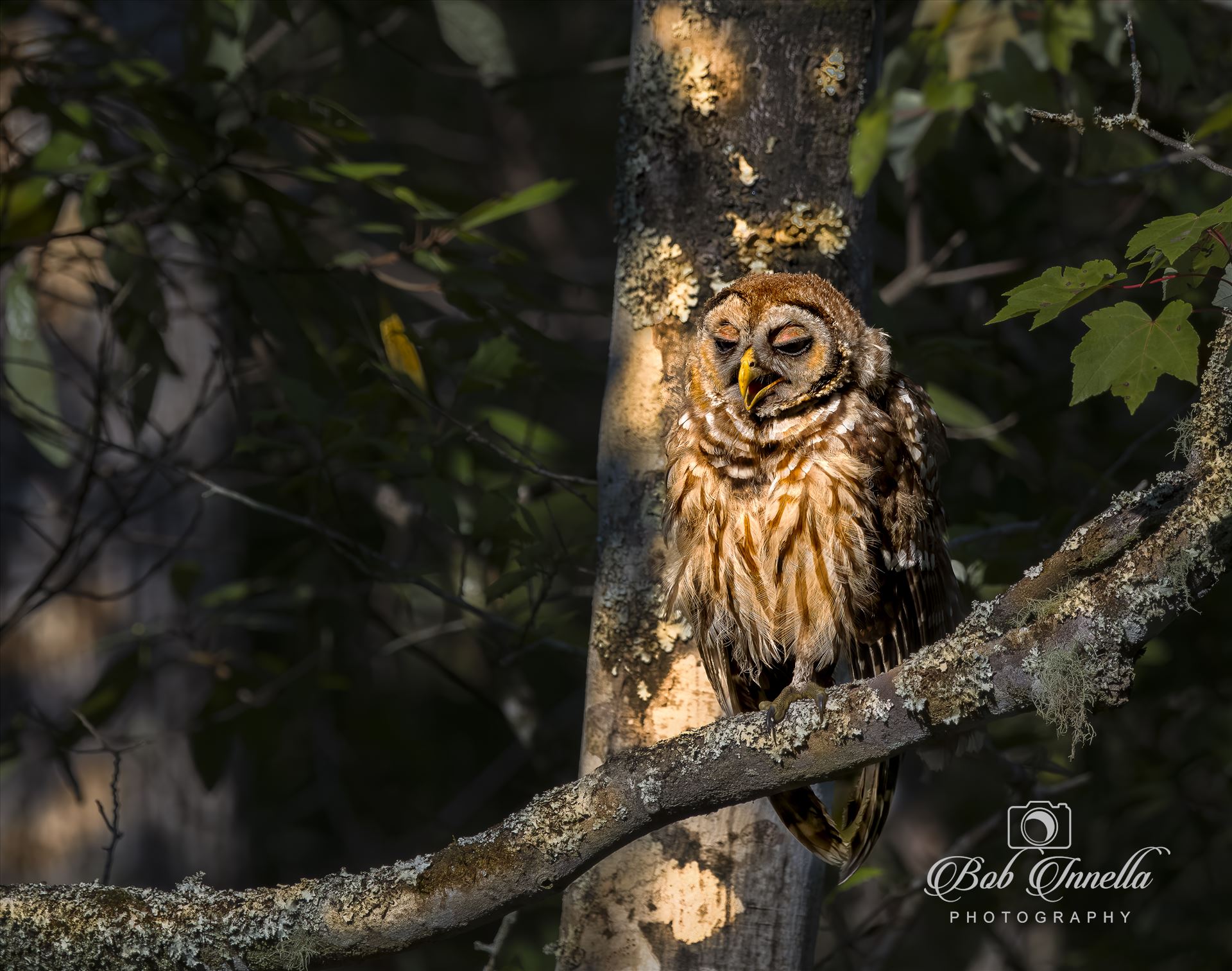 Sleepy Juvenile Barred Owl - 2023 North Carolina by Buckmaster