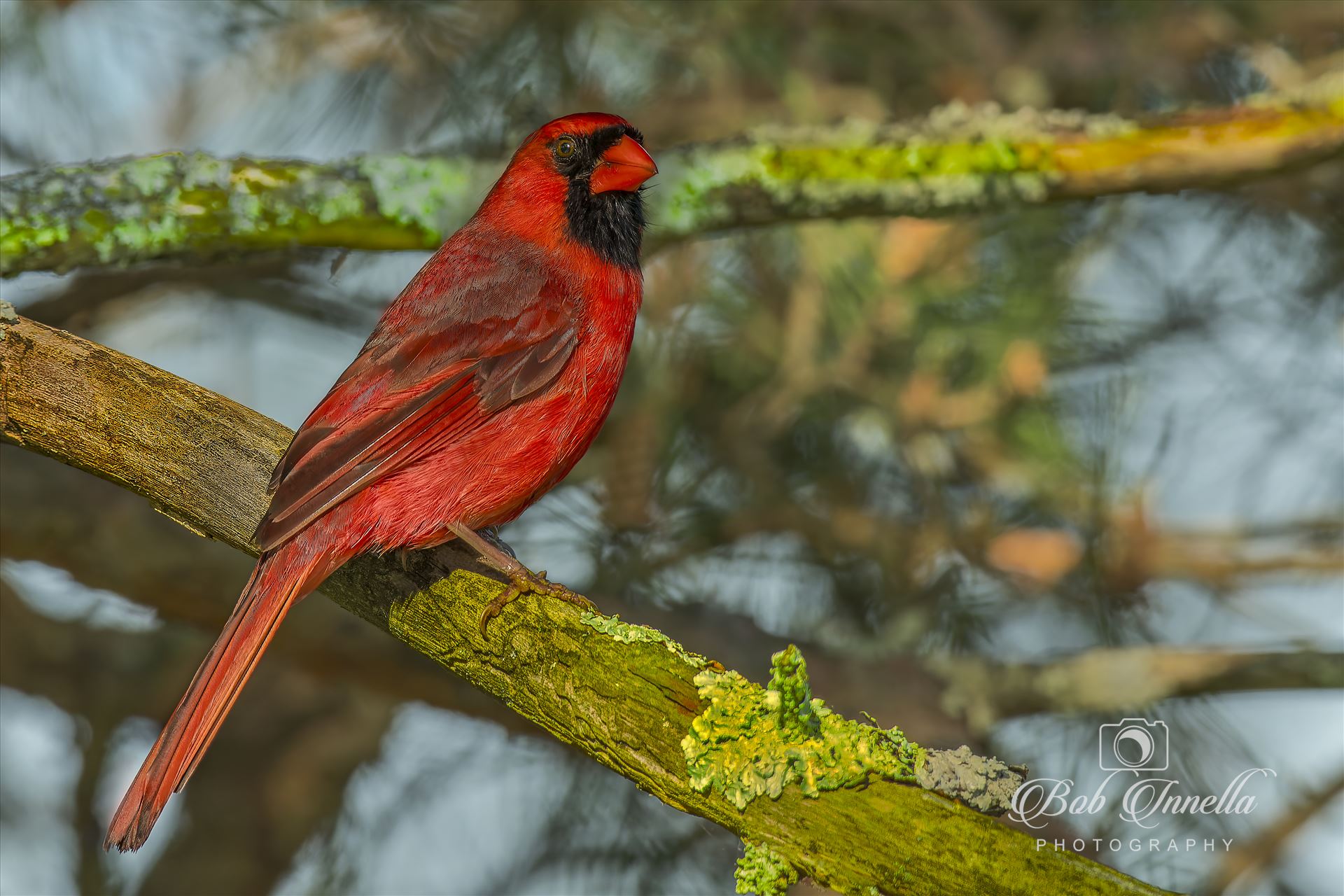 Northern Cardinal Male -  by Buckmaster