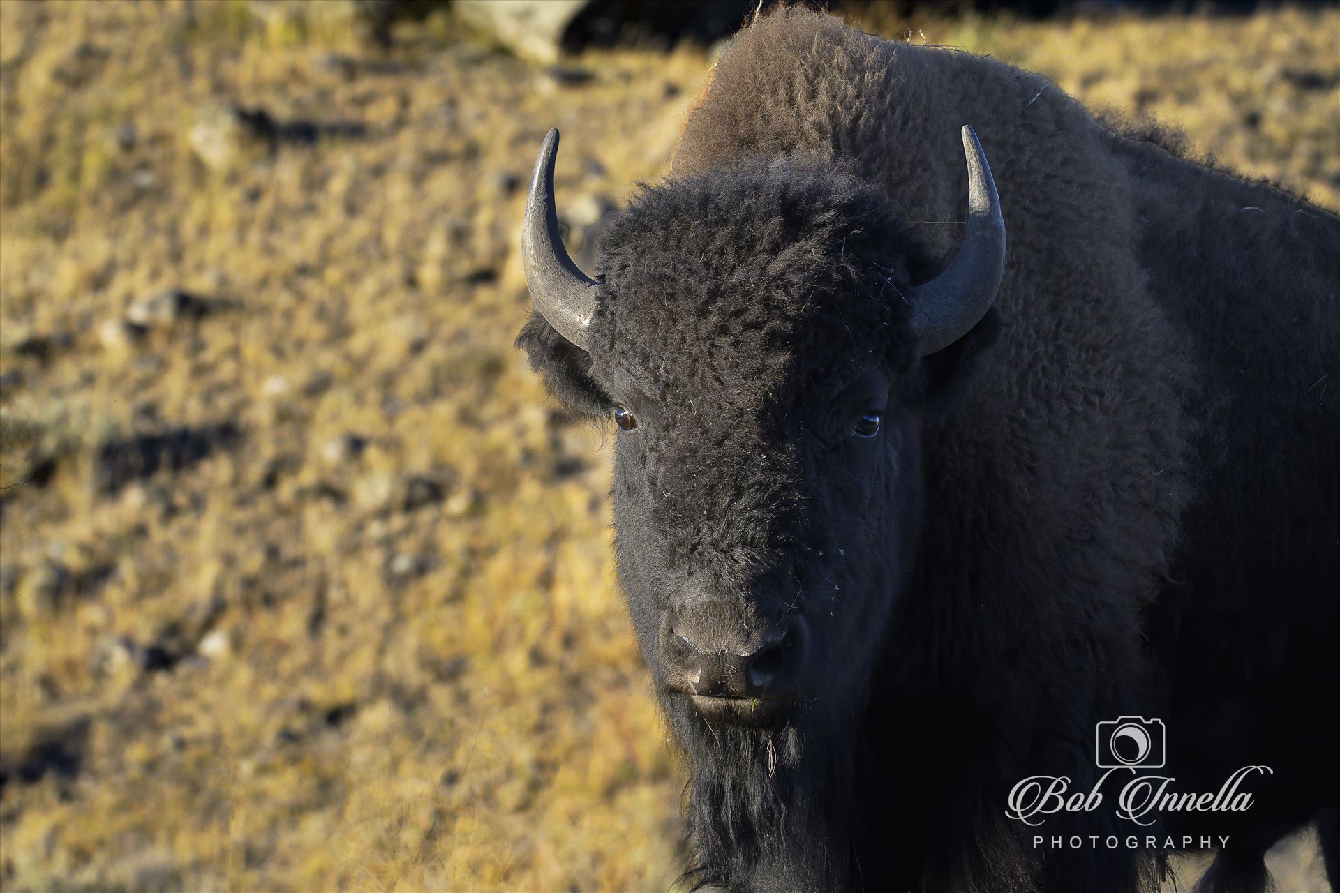Bison_Frontal -  by Buckmaster