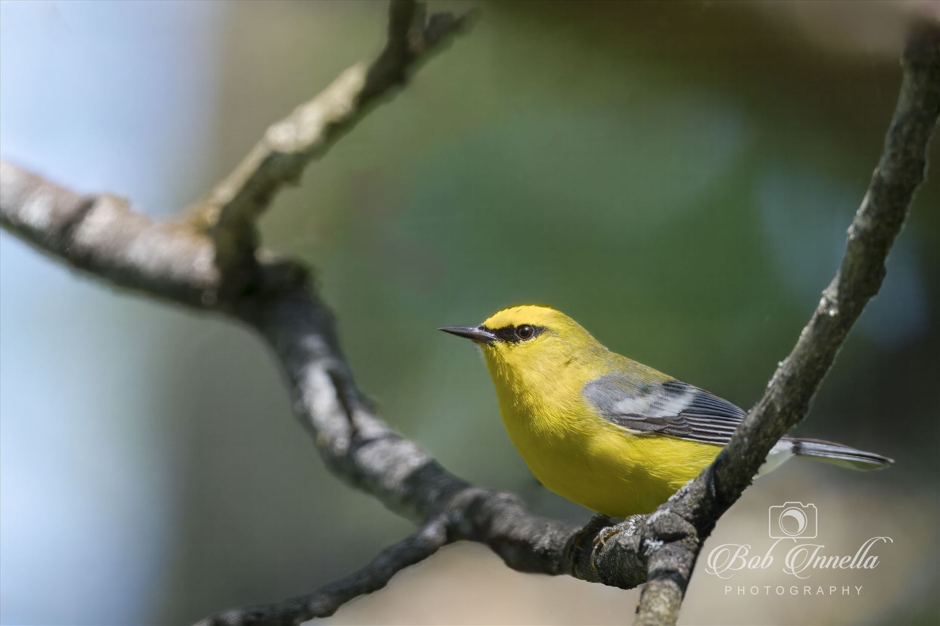 Blue Winged Warbler -  by Buckmaster