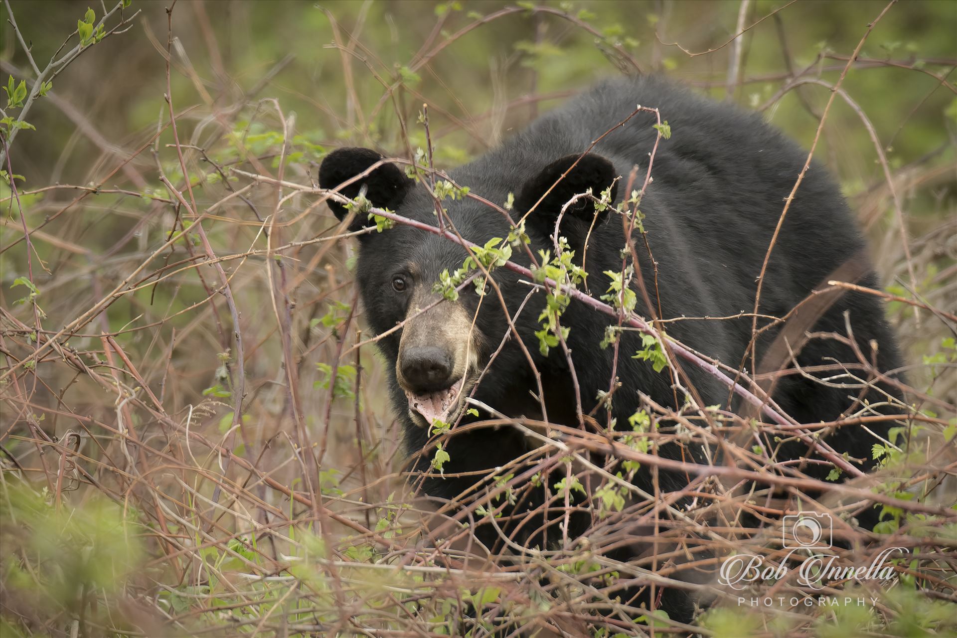 Black Bear in Thicket -  by Buckmaster