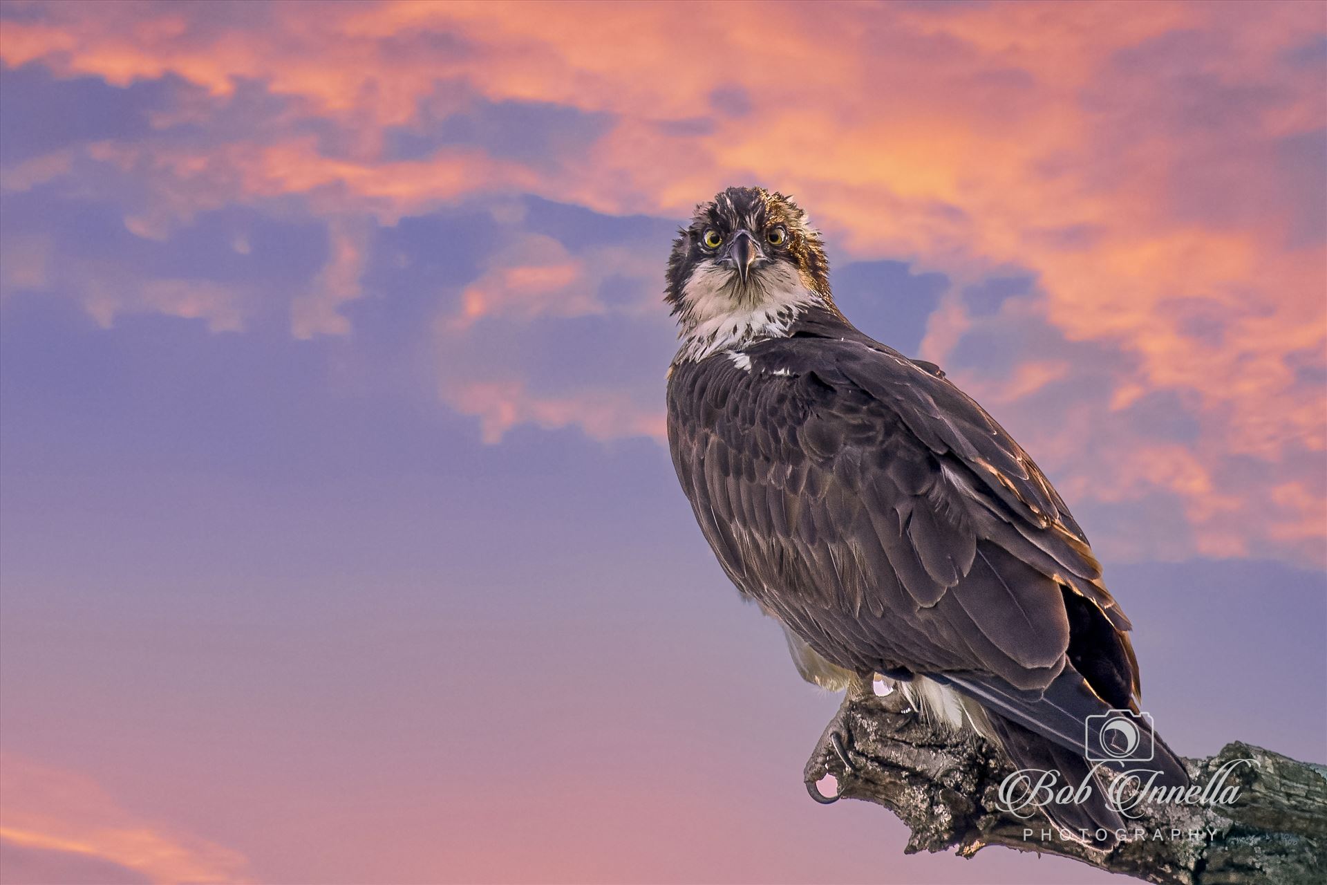Osprey Perched  in Morning Sky -  by Buckmaster