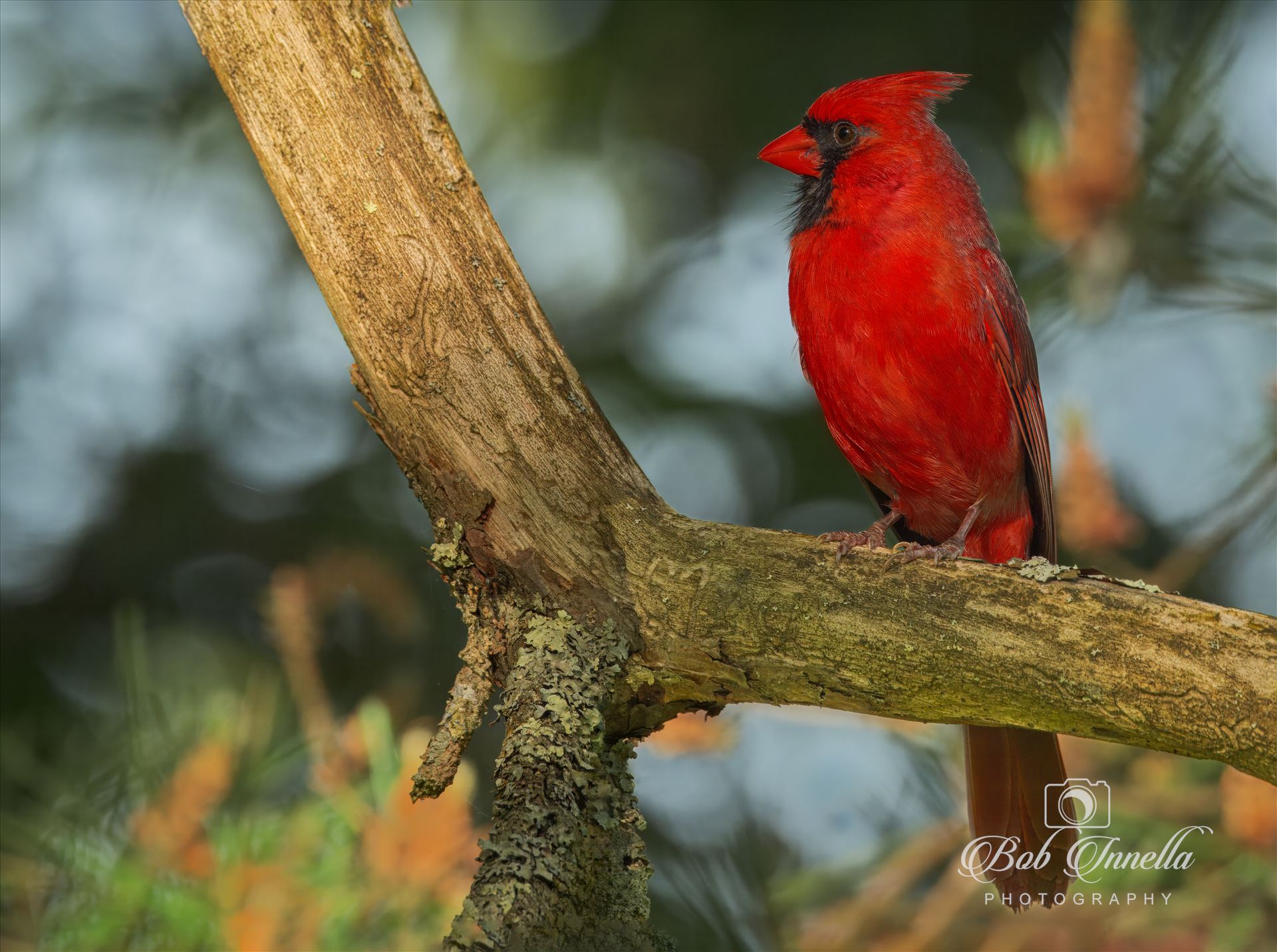 Northern Cardinal Male -  by Buckmaster