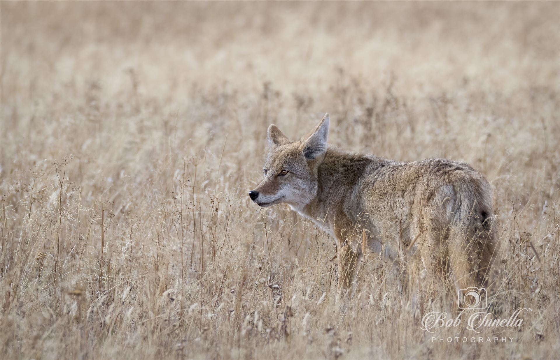 Western Coyote, Wyoming -  by Buckmaster