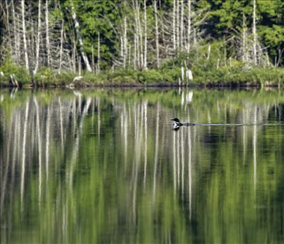On Marble Pond, Northern Maine