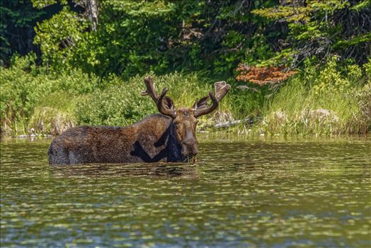 Moose at a Small Pond Off of Golden Road, Maine