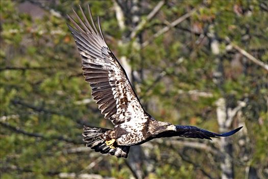 Juvenile Bald Eagle in Flight On Mongaup River, NY