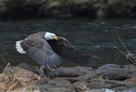 Bald Eagle Along The Mongaup River, Rio, NY