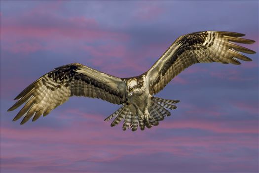 Ospreys, Hawks and Owls - 