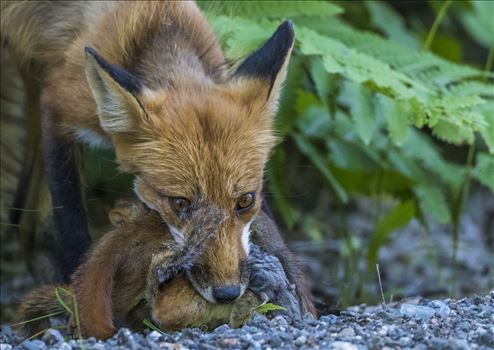 Maine Red Fox - Red Fox with 4 Red Squirrels and another unknown varmit in mouth