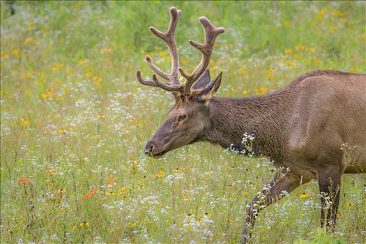Elk, Bison, Mule Deer - Western United States Photographs