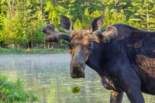 Preview of Up Close Bull Moose