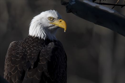Bald Eagles - NORTH AMERICAN BALD EAGLES