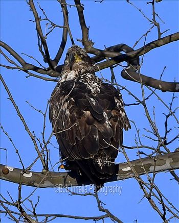 Bald Eagle On The Delaware River, NY