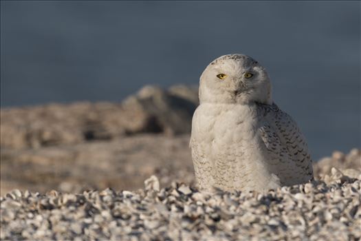 Snowy Owls - 